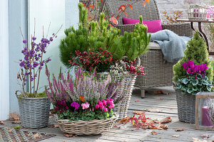 Herbstliches Arrangement mit Cyclamen persicum ( Alpenveilchen )