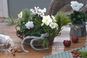 Helleborus niger ( Christrosen ) und Cyclamen persicum ( Alpenveilchen )