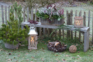 Basket with Calluna vulgaris 'Twin Girls'