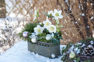 Helleborus niger with branches of Pinus, Tsuga