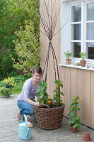 Plant black-eyed Susanne in a basket with a climbing aid