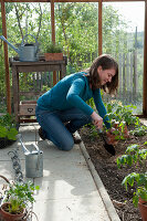 Plant tomatoes in the greenhouse