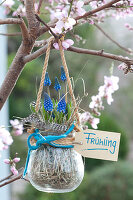 Muscari armeniacum (Grape Hyacinth) hung in glass on tree