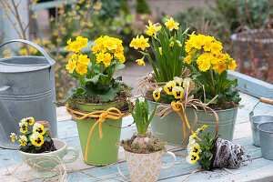 Primula elatior Crescendo 'Yellow' ( Primeln ), Narcissus 'Tete a Tete'