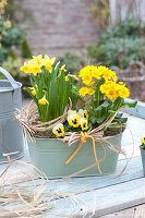 Primula elatior Crescendo 'Yellow' ( Primel ), Narcissus 'Tete a Tete'