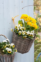 Wandkörbe mit Primula elatior Crescendo 'Yellow' ( Primel ) und Viola