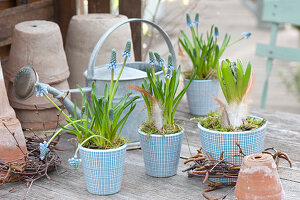 Muscari aucheri 'Blue Magic' (grape hyacinth) and Hyacinthus