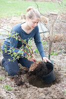 Lonicera purpusii (winter honeysuckle)