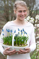 Frau bringt Korb mit Muscari aucheri 'Blue Magic' ( Traubenhyazinthen )