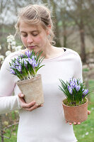 Woman with Crocus vernus 'Striped Beauty', in terracotta pots