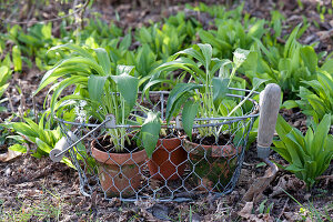 Allium ursinum ( Bärlauch ) in Tontöpfen im Drahtkorb und im Beet