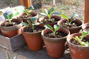 Early spring in the greenhouse