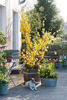 Forsythia 'Lynwood Gold', Fritillaria imperialis