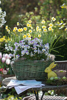 Narcissus 'Sun Disc' (Narcissus) and Viola cornuta (Horned Violet)