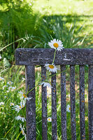 Kette aus Margeriten hängt an einem verwitterten Stuhl im Garten