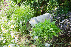 Old metal milk churn lying on ground in herbaceous border