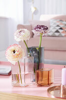 Ranunculus in glass vases on coffee table