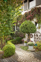 Buchs-Hecke am Weg zum Hauseingang