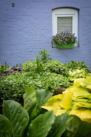 Container garden in courtyard