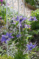 Clematis 'Multi Blue' on vintage-style trellis