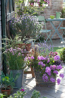 Scented terrace with herbs and geranium