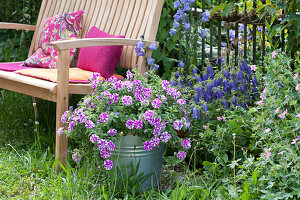 Shady seat under climbing rose at the fence