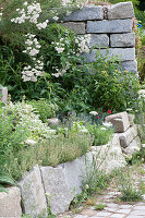 Herb bed with natural stone boundaries: Salvia officinalis 'Rotmühle'