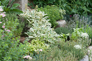 Herb bed with natural stone boundaries: Salvia officinalis 'Rotmühle'