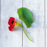 Flowering nasturtiums