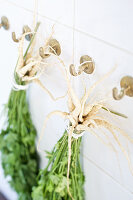 Bunches of parsley hanging from wall hooks