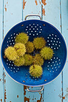 Sweet chestnuts in a blue colander