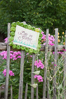 Gartenschild umrahmt von grünen Lampionblumen am Zaun