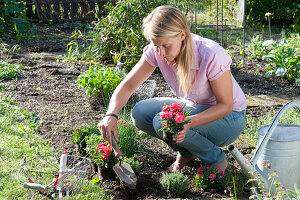 Plant Bed With Cloves, Herbs And Salad