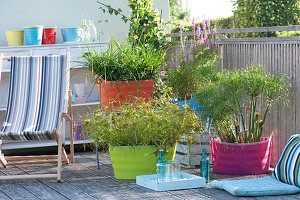 Colorful balcony with marsh plants in plastic pans