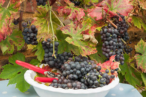 A white bowl of freshly picked black grapes underneath an autumn grape vine outside in Autumn