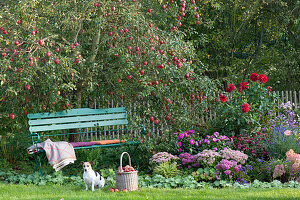 Garden bench under the apple tree