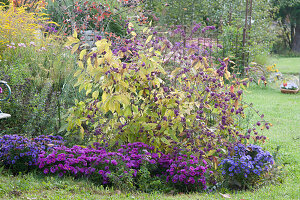 Beet mit Callicarpa (Liebesperlenstrauch) und Astern