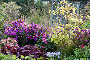 Beet mit Aster, Sedum und Callicarpa (Liebesperlenstrauch)