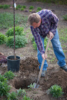 Planting apple tree