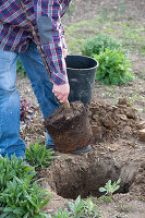 Planting apple tree