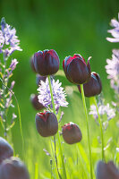 Schwarze Tulpen mit Präirielilien im Beet