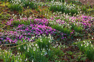 Schneeglöckchen (Galanthus) und Frühlings-Alpenveilchen (Cyclamen coum) im Garten