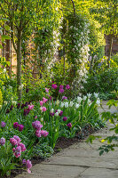 Beet mit Tulpen (Tulipa) und Waldrebe (Clematis) an Rosenbogen
