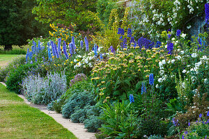 Blau-gelbes Beet mit Brandkraut (Phlomis russeliana) und Rittersporn (Delphinium)