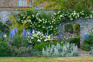 Stauden-Beet mit Rittersporn (Delphinium), Wollziest (Stachys byzantina) und weißen Rosen (Rosa)