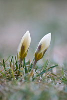 Blüten von Krokus 'Snowbunting' (Crocus chrysanthus) im Frost