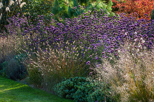 Eisenkraut (Verbena bonariensis) und Gräser im Herbst