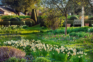 Formaler Garten mit Narzissen (Narcissus) und Schachblumen, Schachbrettblumen (Fritillaria meleagris) am Rasen-Weg