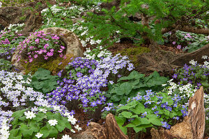 Chelsea-Flower-Show 2016, Leberblümchen (Hepatica)