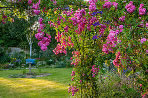 Rambler-Rose 'Dorothy Perkins' am Rosenbogen